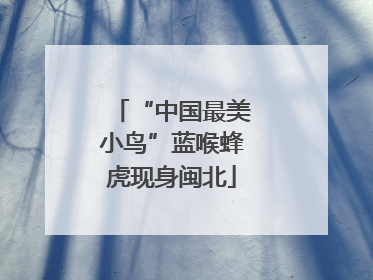 “中国最美小鸟”蓝喉蜂虎现身闽北