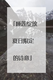 睡莲绽放 夏日限定的诗意