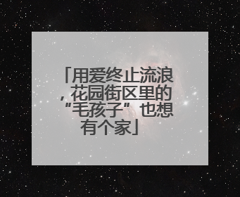 用爱终止流浪，花园街区里的“毛孩子”也想有个家