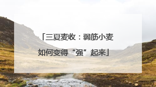 三夏麦收：弱筋小麦如何变得“强”起来