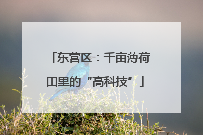 东营区：千亩薄荷田里的“高科技”