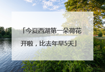 今夏西湖第一朵荷花开啦，比去年早5天