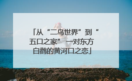 从“二鸟世界”到“五口之家” 一对东方白鹳的黄河口之恋