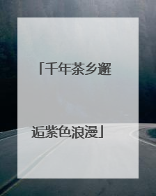 千年茶乡邂逅紫色浪漫