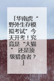 华南虎“野外生存模拟考试”今天开考！究竟是“大猫” 还是顶级猎食者？