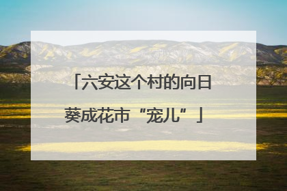 六安这个村的向日葵成花市“宠儿”