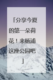 分享今夏的第一朵荷花！来杨浦这座公园吧