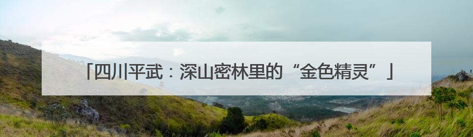 四川平武：深山密林里的“金色精灵”