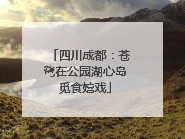 四川成都：苍鹭在公园湖心岛觅食嬉戏