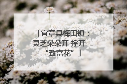宜章县梅田镇：灵芝朵朵开 撑开“致富花”