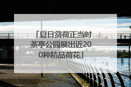 夏日赏荷正当时 茶亭公园展出近200种精品荷花