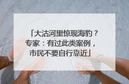 大沽河里惊现海豹？专家：有过此类案例，市民不要自行靠近