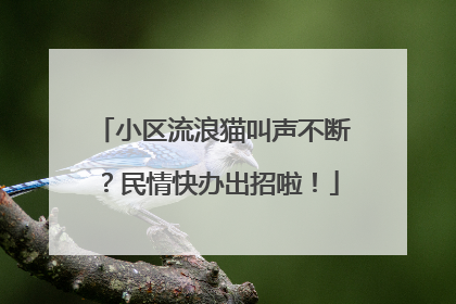 小区流浪猫叫声不断？民情快办出招啦！