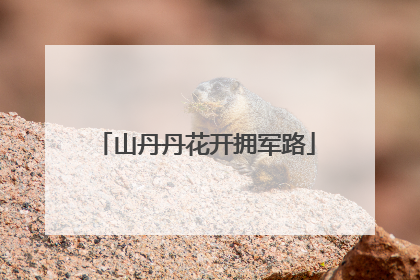 山丹丹花开拥军路