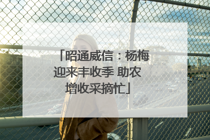 昭通威信：杨梅迎来丰收季 助农增收采摘忙
