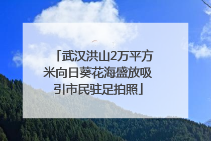 武汉洪山2万平方米向日葵花海盛放吸引市民驻足拍照