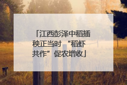 江西彭泽中稻插秧正当时 “稻虾共作”促农增收