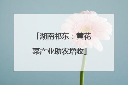 湖南祁东：黄花菜产业助农增收