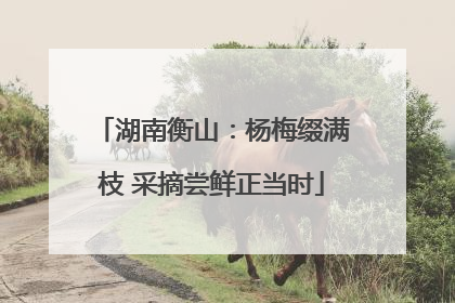 湖南衡山：杨梅缀满枝 采摘尝鲜正当时