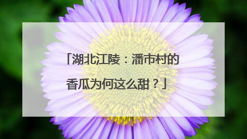 湖北江陵：潘市村的香瓜为何这么甜？
