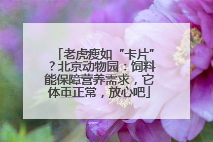 老虎瘦如“卡片”？北京动物园：饲料能保障营养需求，它体重正常，放心吧