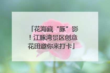 花海藏“豚”影！江豚湾景区创意花田邀你来打卡