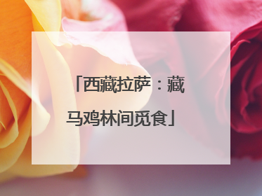 西藏拉萨：藏马鸡林间觅食