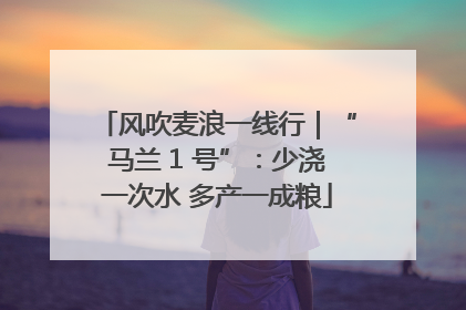 风吹麦浪一线行｜“马兰 1 号”：少浇一次水 多产一成粮