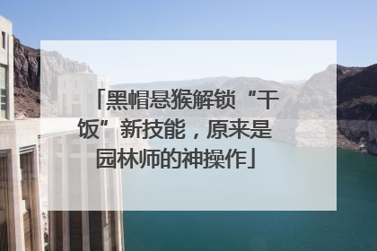 黑帽悬猴解锁“干饭”新技能，原来是园林师的神操作