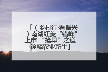 （乡村行·看振兴）南湖红菱“错峰”上市 “抢早”之道诠释农业新生